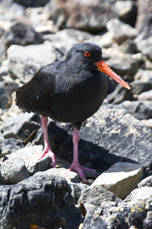 Variable Oystercatcher